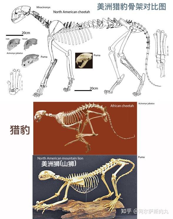 豹子骨架图片