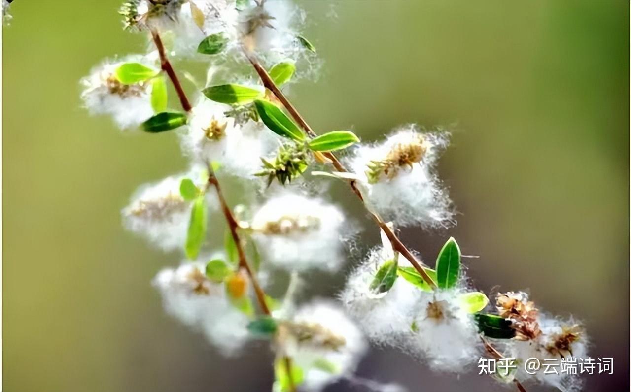 二十首最美的柳絮诗词,飘泊亦如人命薄,空缱绻,说风流 - 知乎