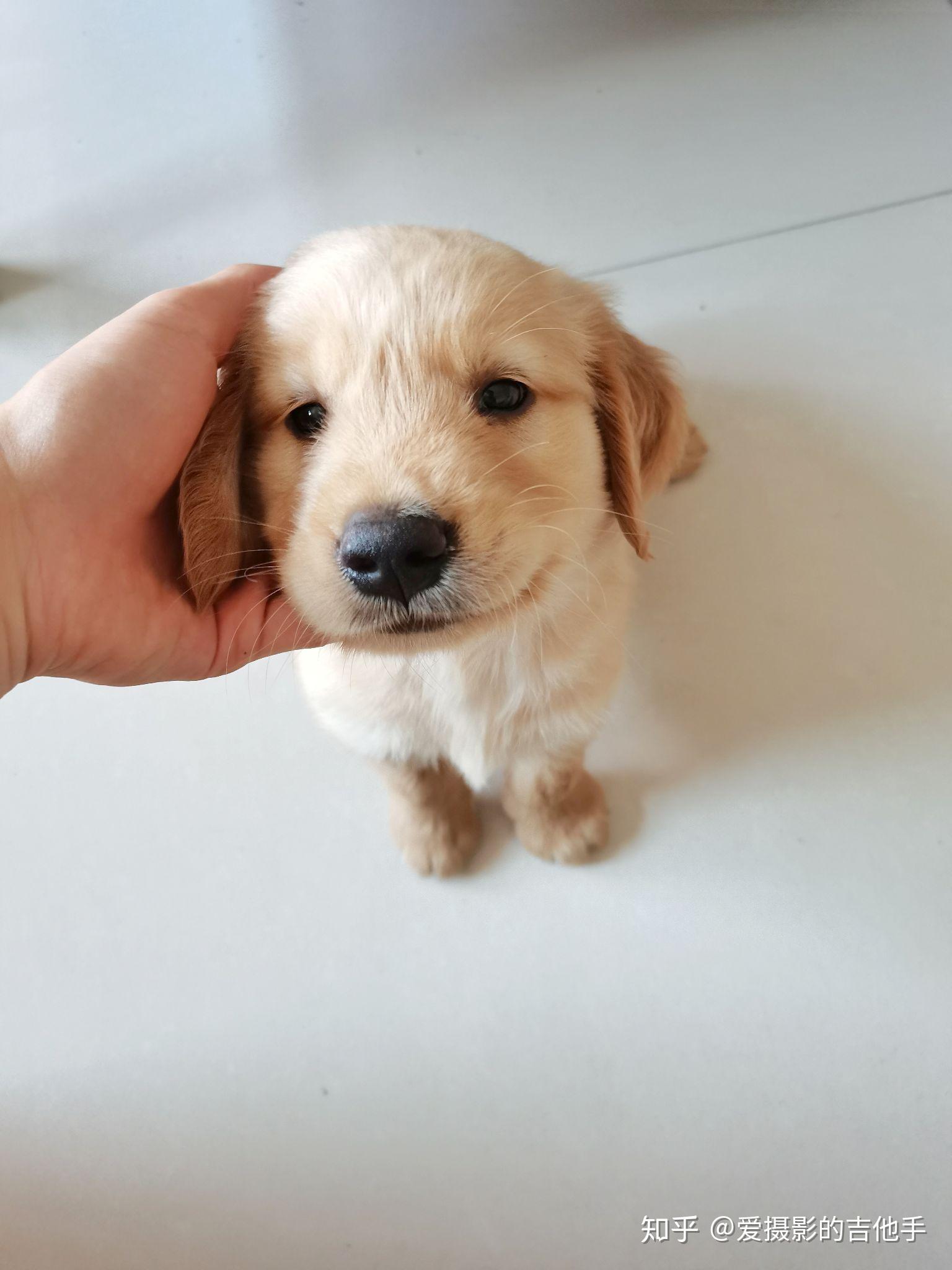 请帮辨认下我的狗是金毛还是土狗? - 知乎