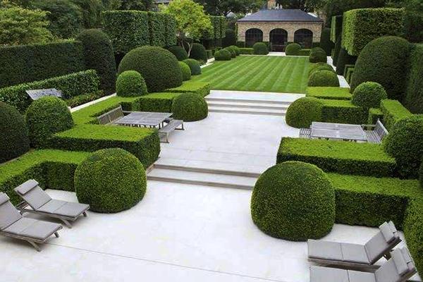 庭院绿篱是什么常用植物有哪些