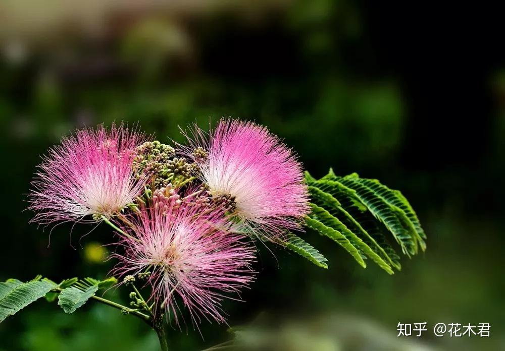 合欢树盆景的鉴赏与满树繁花的技术浅谈 - 知乎