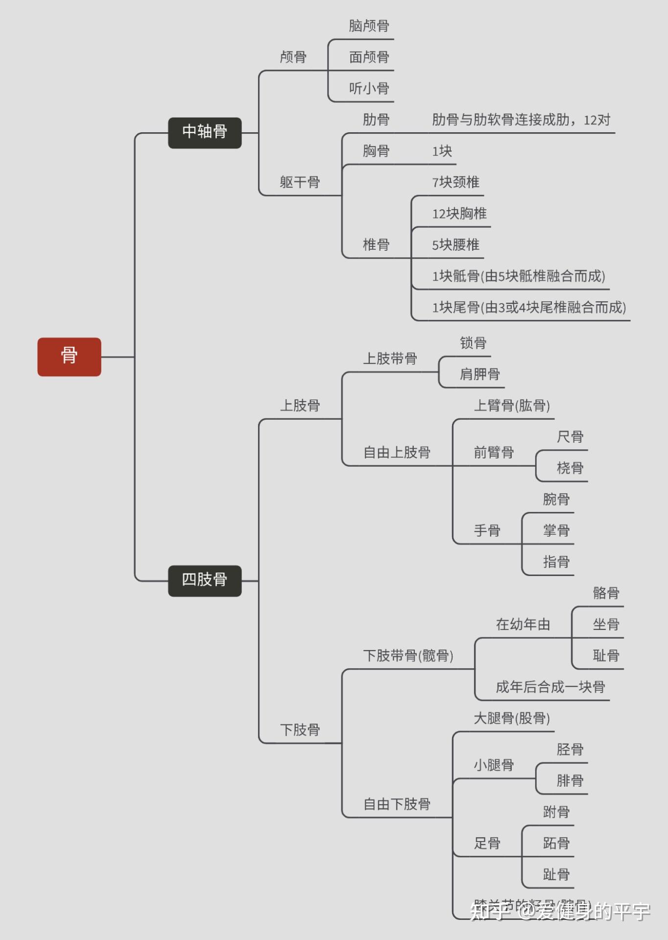 骨骼分布图人体全身骨骼