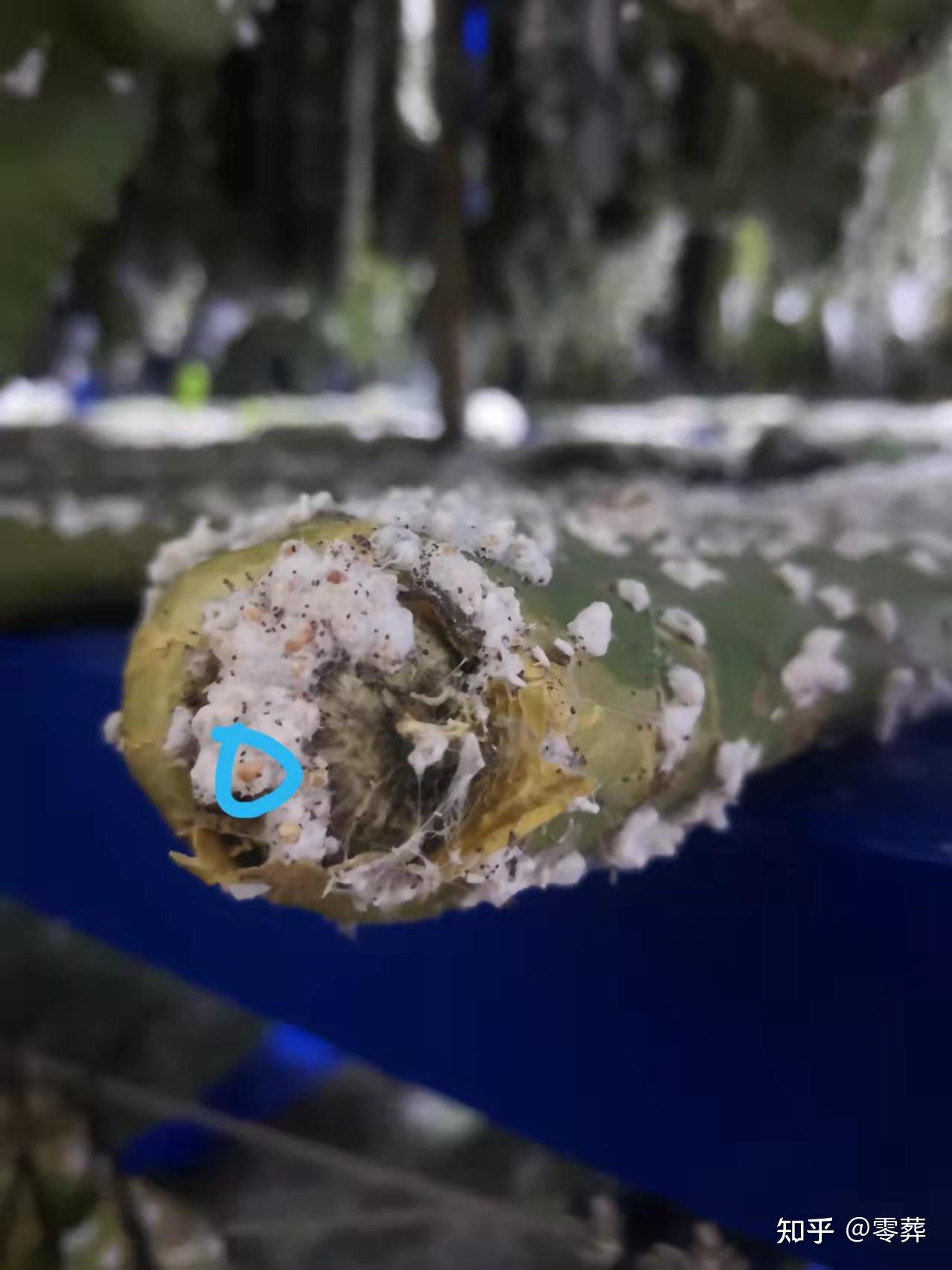 胭脂虫养殖 - 知乎