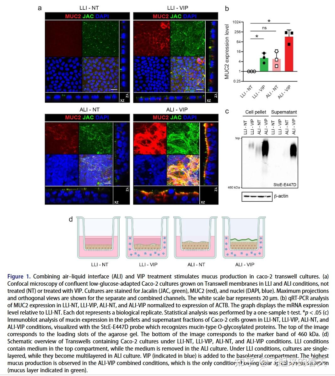 Gut Microbes|开发基于Caco-2的肠道粘液模型，以研究肠屏障特性和细菌-粘液互作 - 知乎