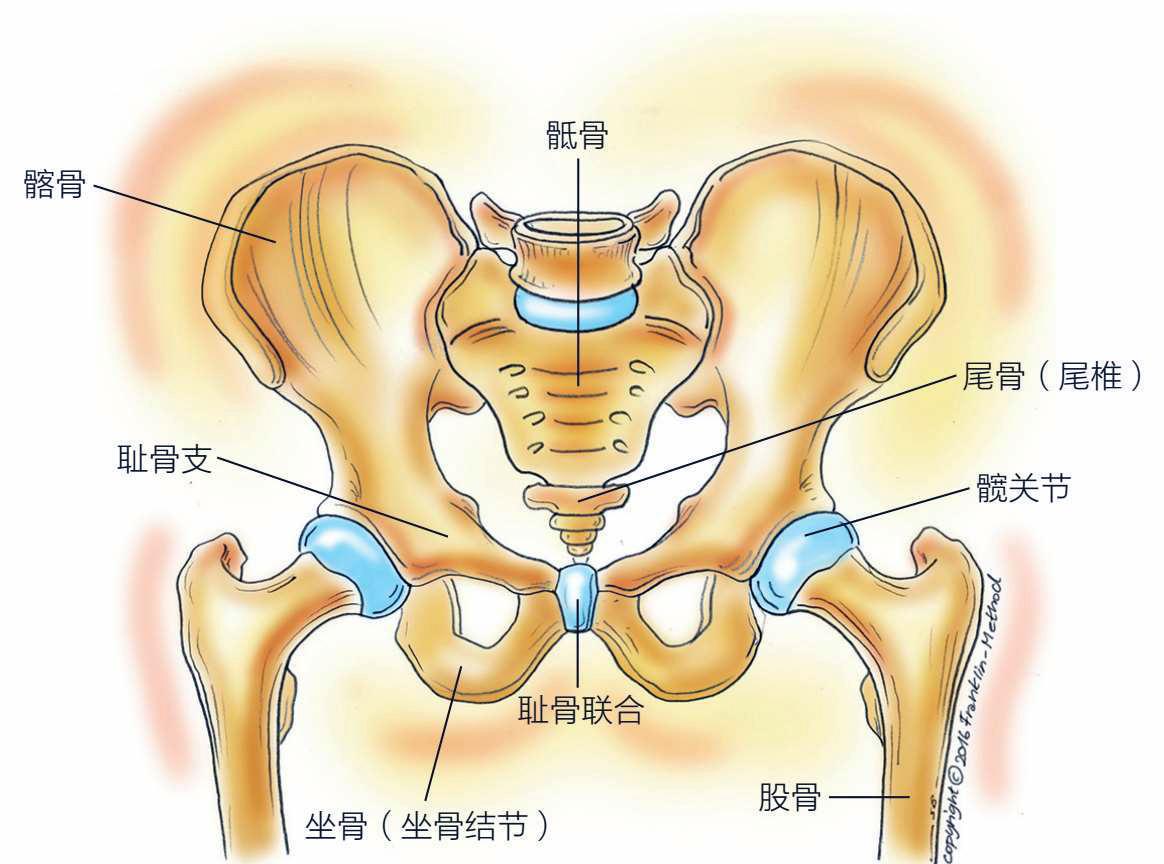 耻骨体解剖图图片
