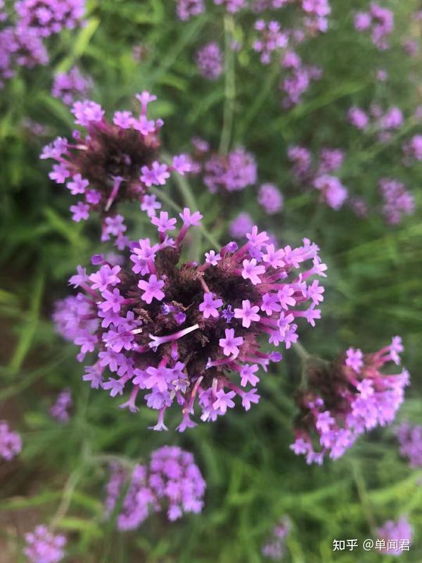 宋小宝一剪梅忘词 一剪梅婳 婳的诗句