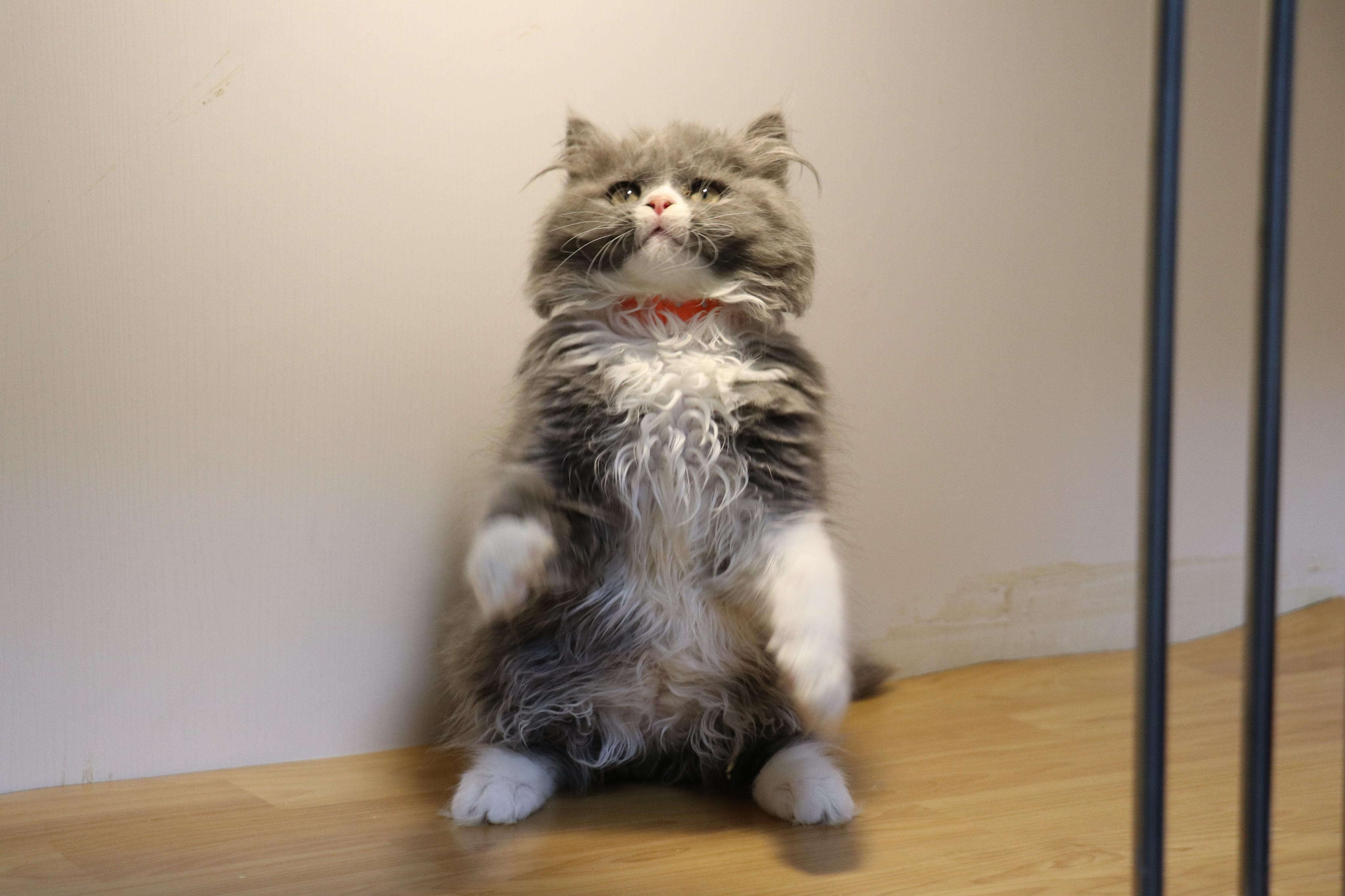 沐米宠物 英国短毛猫 蓝白 母猫 沐米猫舍 英短0201纯蓝-公-长毛-595g