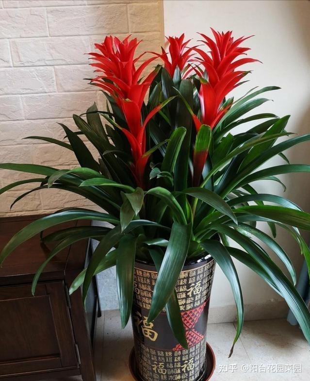 7种转运花家里养一盆漂亮又吉利还有好运气