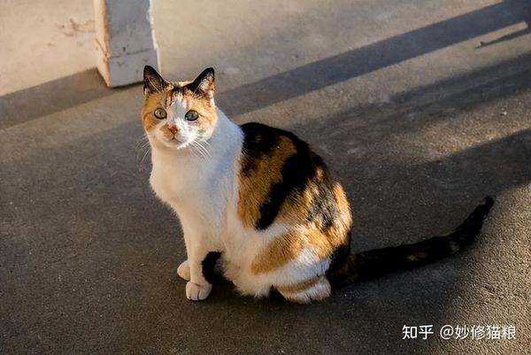 养“三花猫”的5大理由!看完你就明白为什么那么多人喜欢 - 知乎