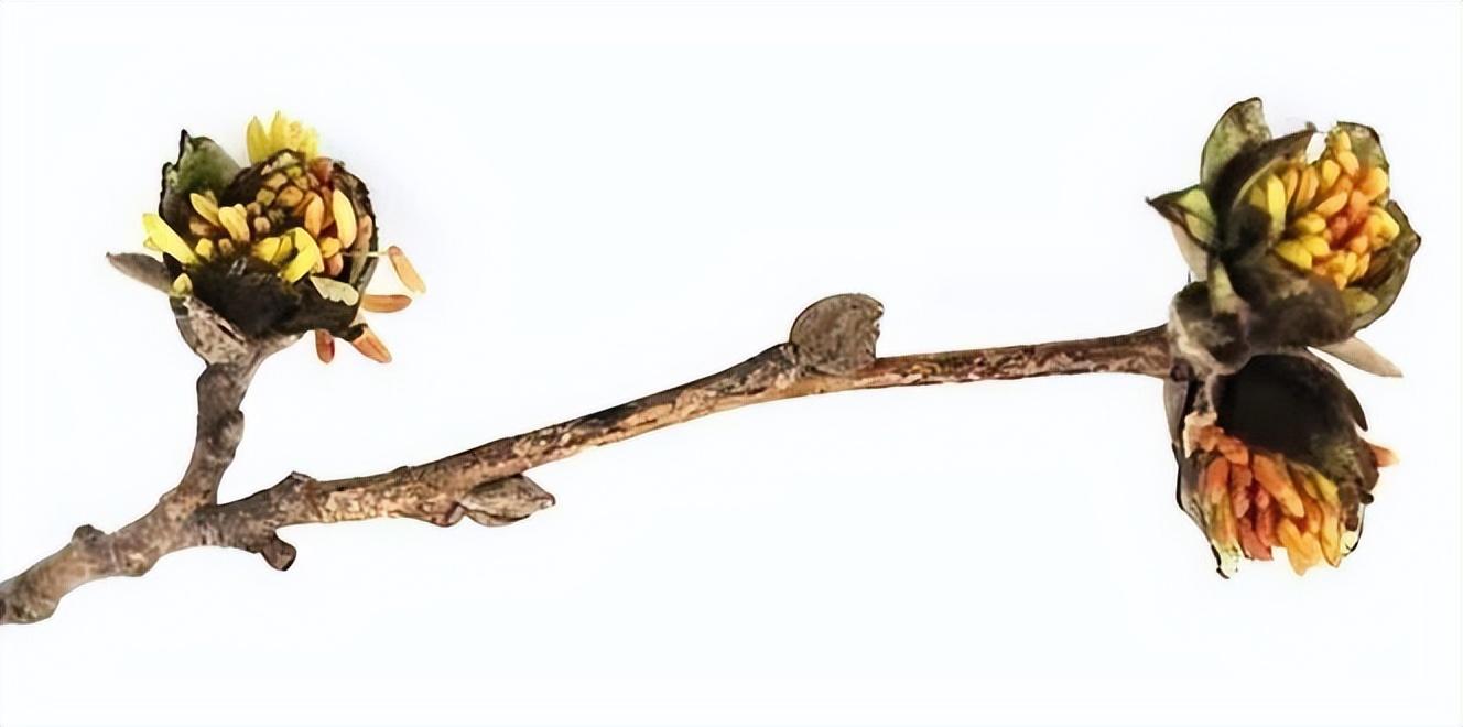 1500万年前的梅花什么样？福建漳浦琥珀中发现我国特有植物银缕梅 - 知乎
