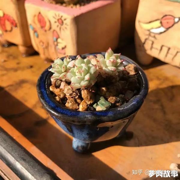 多肉怎么配土比例 v2-61036950d082050d22974c7f288bb342_r.jpg