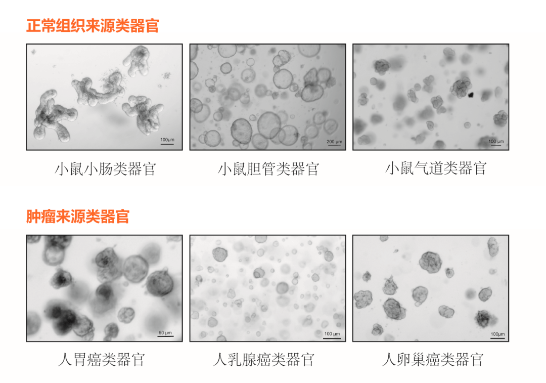【新品上市】无酚红类器官专用基础培养基_化工仪器网