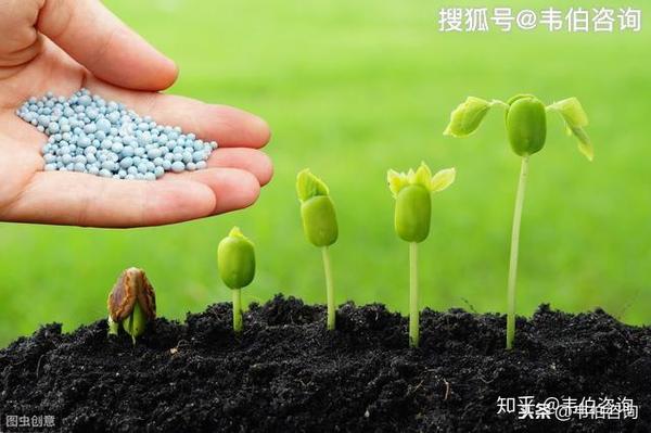 中国种业发展迅速,但仍需奋力追赶国际先进水平 - 知乎