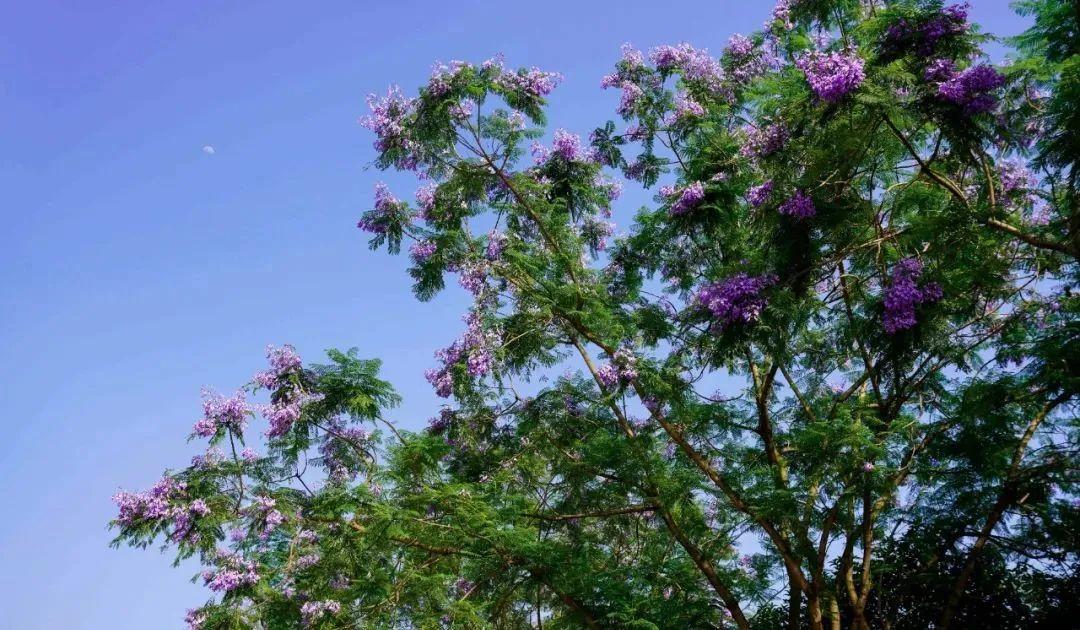 五月会开的花花 六 初夏的浪漫心动 从蓝花楹开始 知乎