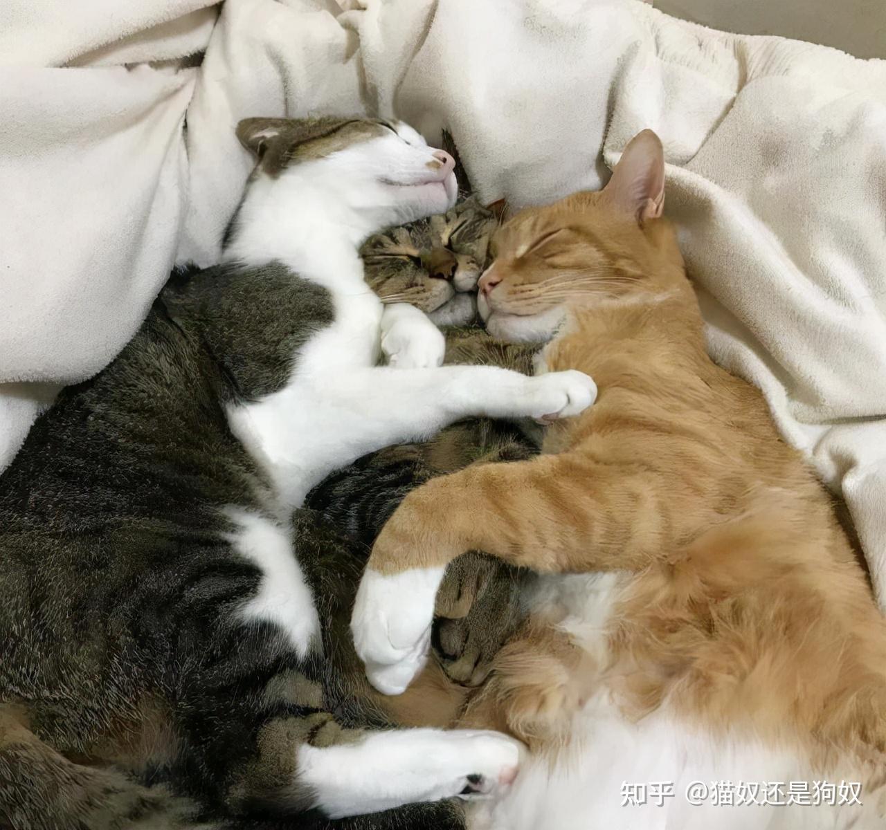 为何猫咪交配结束后母猫会转头攻击公猫