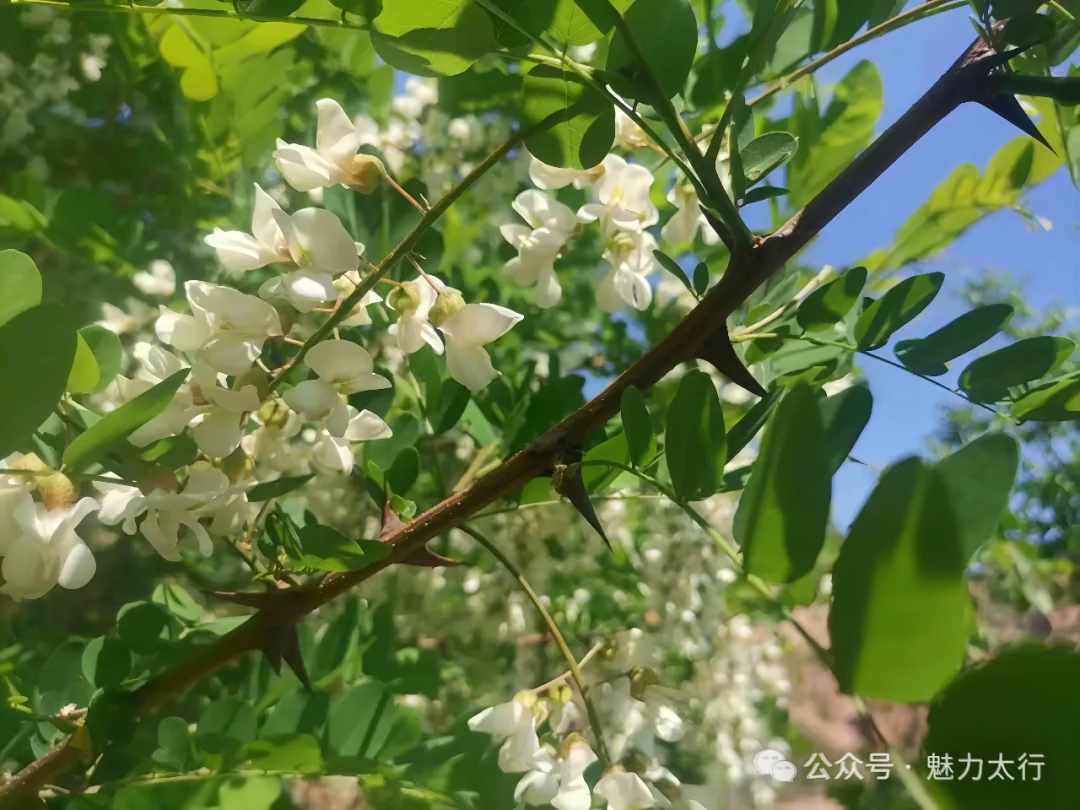 捋槐叶岁月悠悠 忆流年时光荏苒——槐叶上的童年:那些被晨露浸透的勤工俭学时光 - 知乎