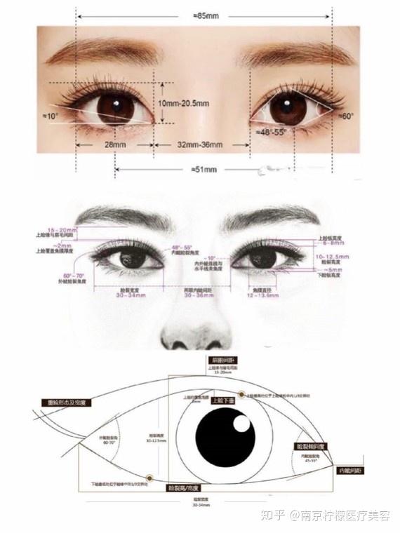 眼部皮肤结构讲解图图片