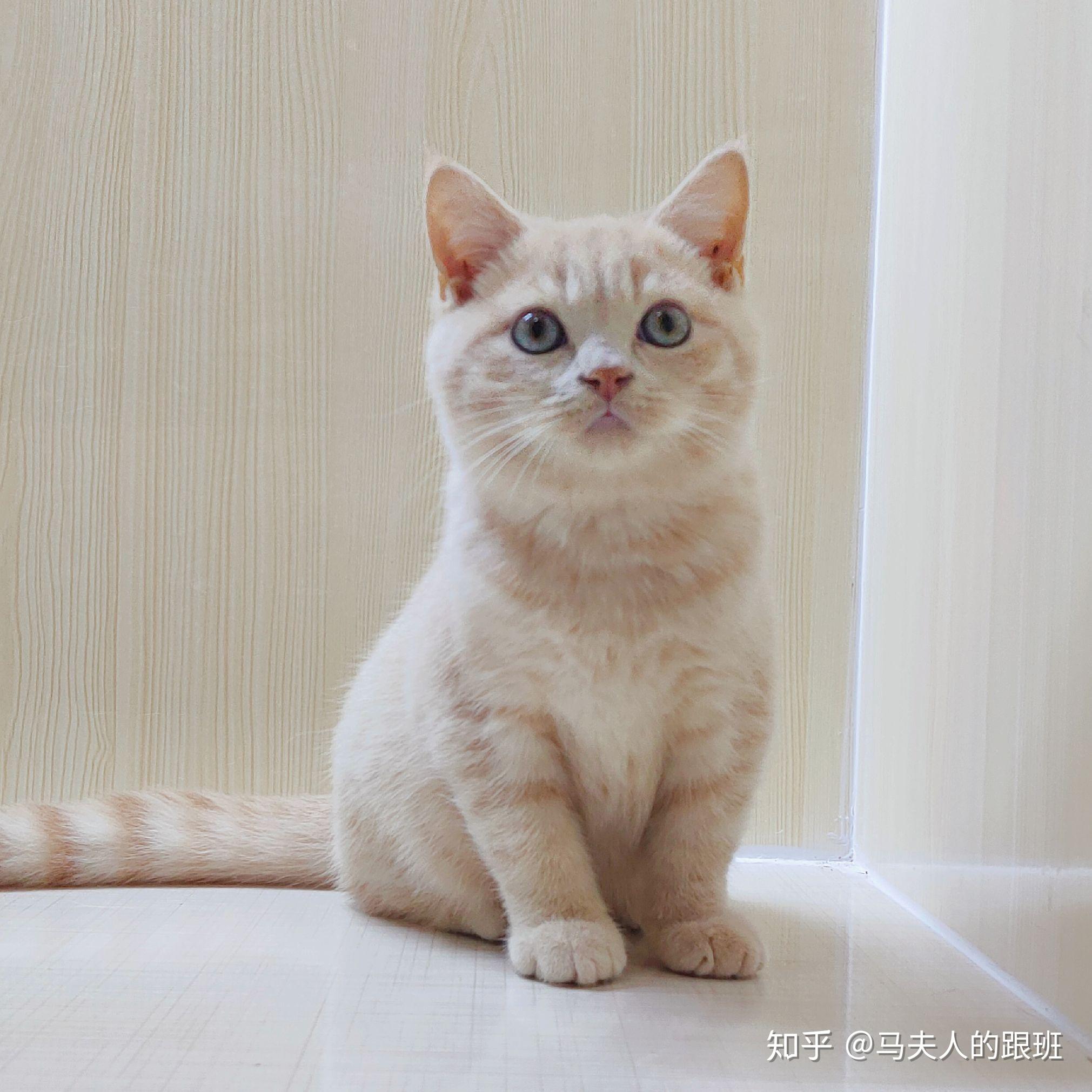 我想问一下我家这只猫到底属于英短里的什么色系品相如何