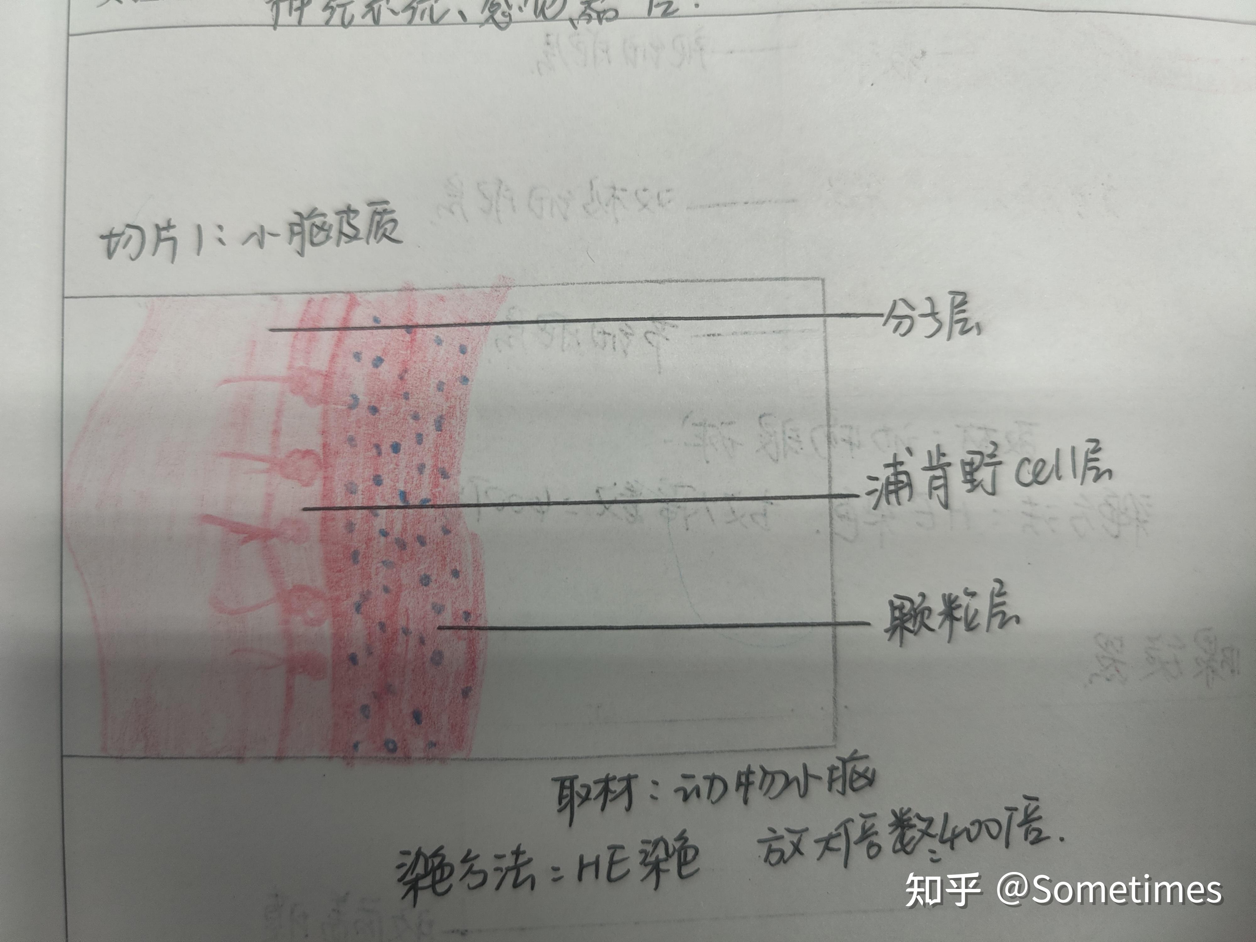 睾丸切片红蓝铅笔绘图图片