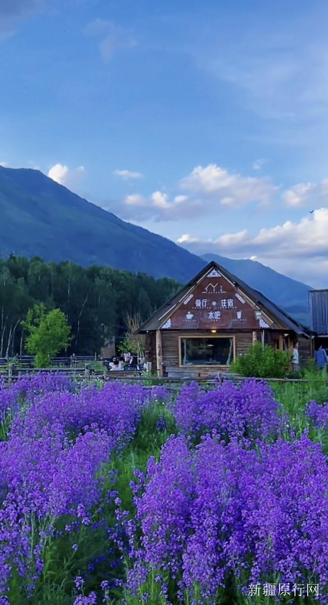 喀纳斯白哈巴禾木漫步时光尽享森林和山谷快乐与自由