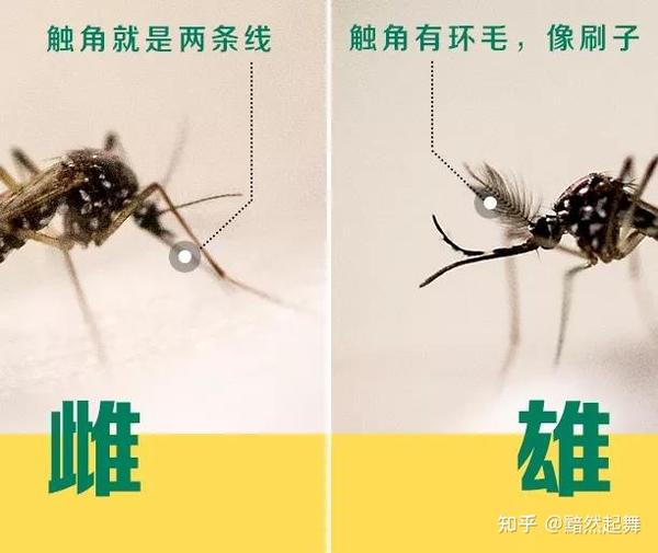 榄菊科普:公蚊和母蚊食谱为何相差如此之大? - 知乎