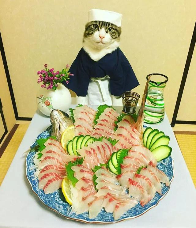 是一只5岁的公猫,依据当天的料理风格,乖乖地被猫奴打(wan)扮(nong)成