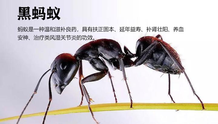 养生秘诀 神奇的蚁疗 知乎