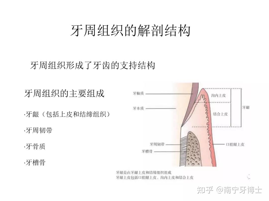 院长解答种植牙为什么那么坚固我们从原生牙的构造找到了答案