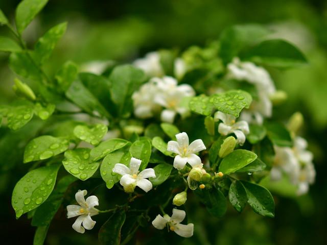 盘点白色系五款香花，你喜欢哪一款？ - 知乎