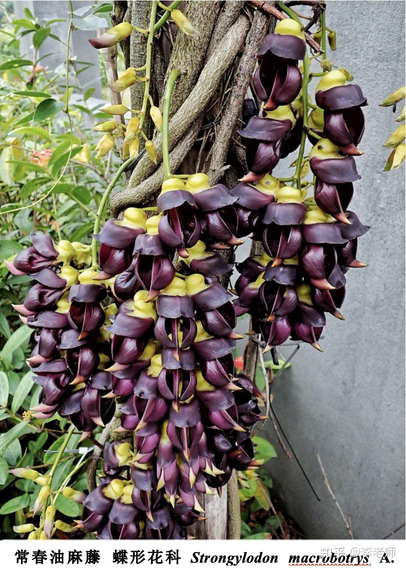 藤茎常如巨蟒般盘绕在大树上.