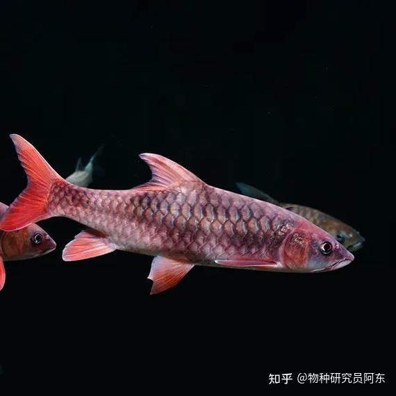 红黄蓝齐活了?吉罗鱼大盘点Cyprinidae(结鱼属) - 知乎
