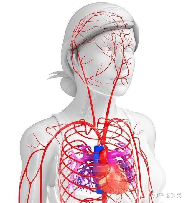 女人心脏在什么位置图图片