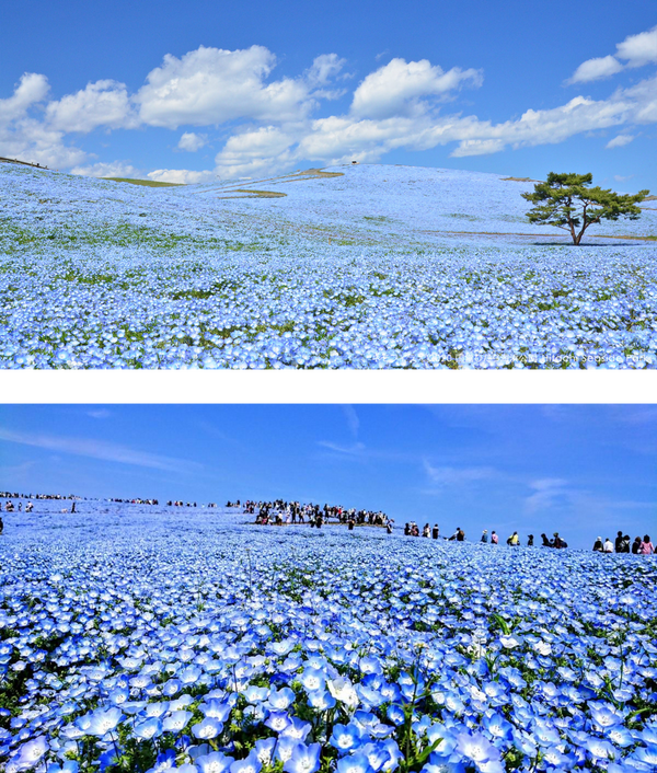 春天除了樱花 也不能错过这6个花海 知乎