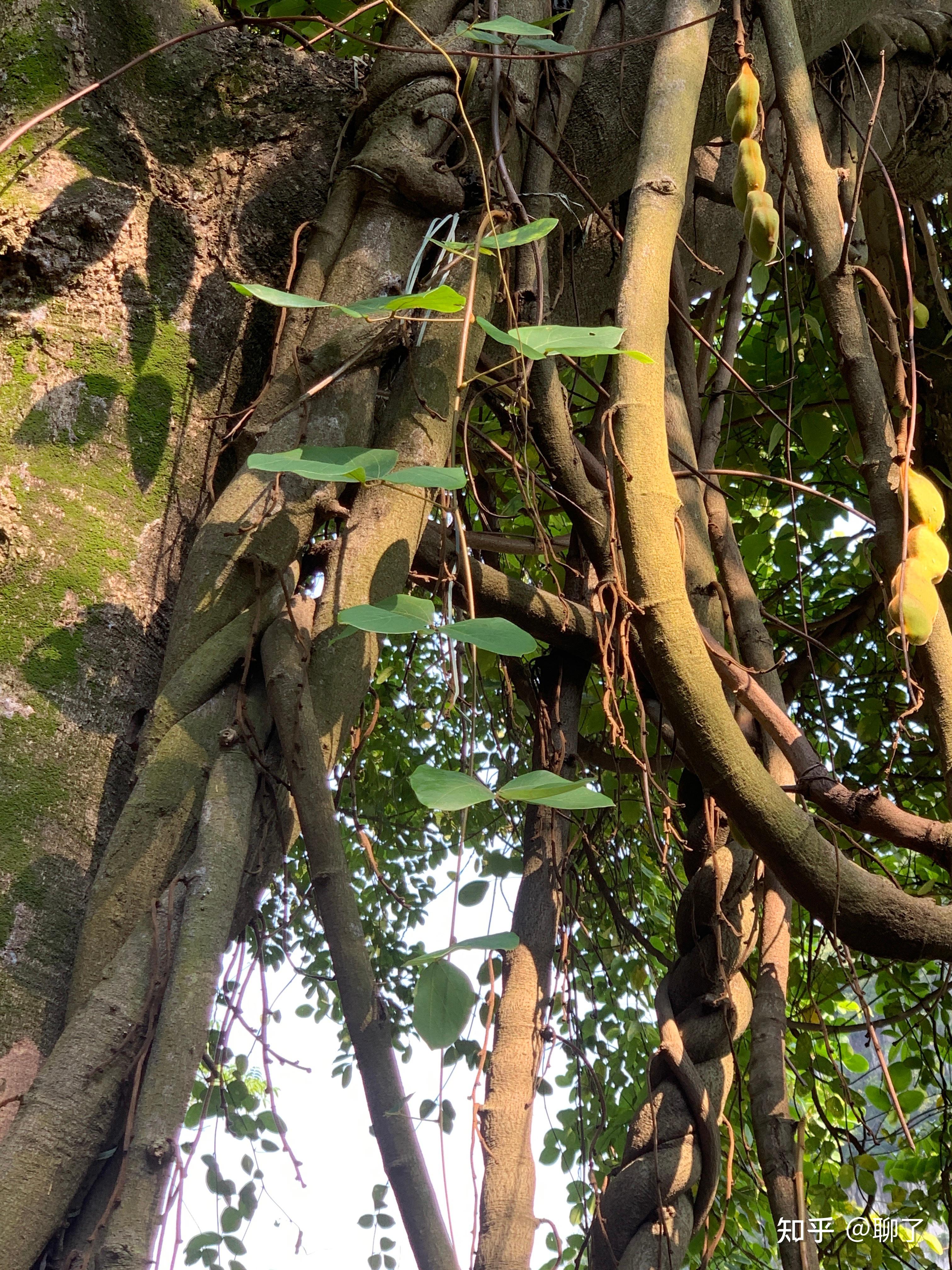 52.海金沙53.棕竹 叶鞘环痕或棕麻(棕榈