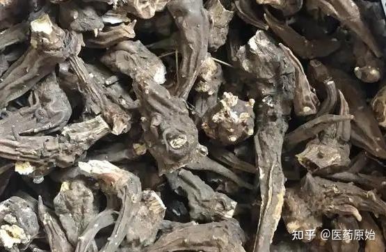 带你识别草乌 - 知乎