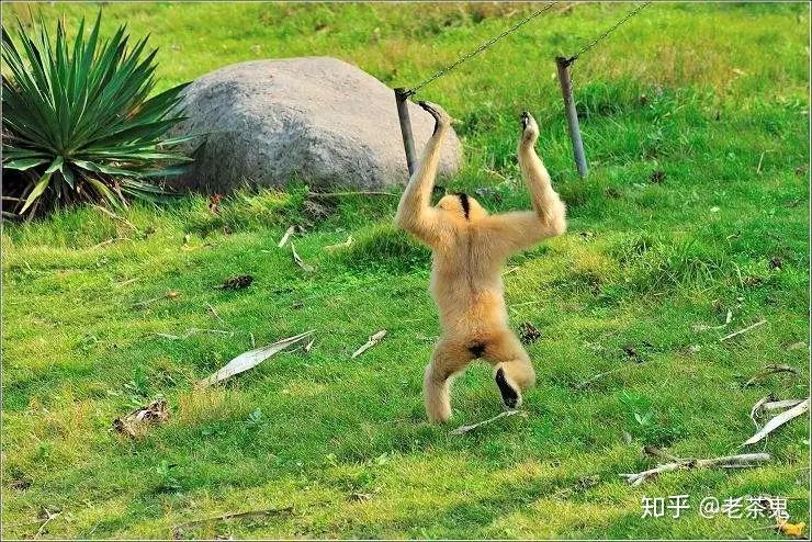 所以,下到地面的长臂猿,走路时只好将双臂高高举起,以保持身体平衡.