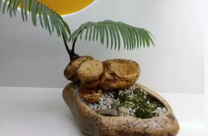 石山苏铁的鉴赏与养护管理