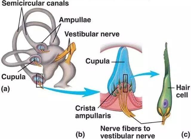 过年的酒桌是真的屠宰场