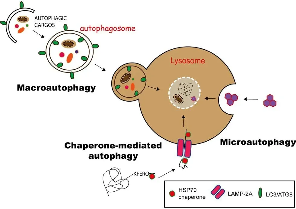关于『细胞自噬』，看这一篇就够了！ - 知乎