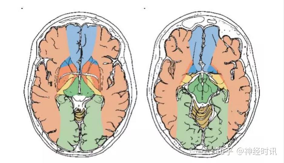 1 superior cerebral veins 大腦上靜脈2 superior sagittal sinus 上