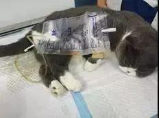尿闭、尿血、尿淋漓，猫咪泌尿问题反反复复，可能是弄混了这3种病！ - 知乎
