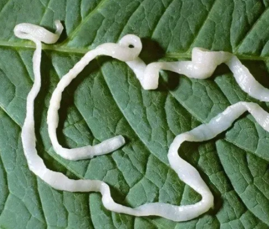 绦虫长这样:你们知道绦虫长什么样吗?7 人赞同了该文章猫百科全书