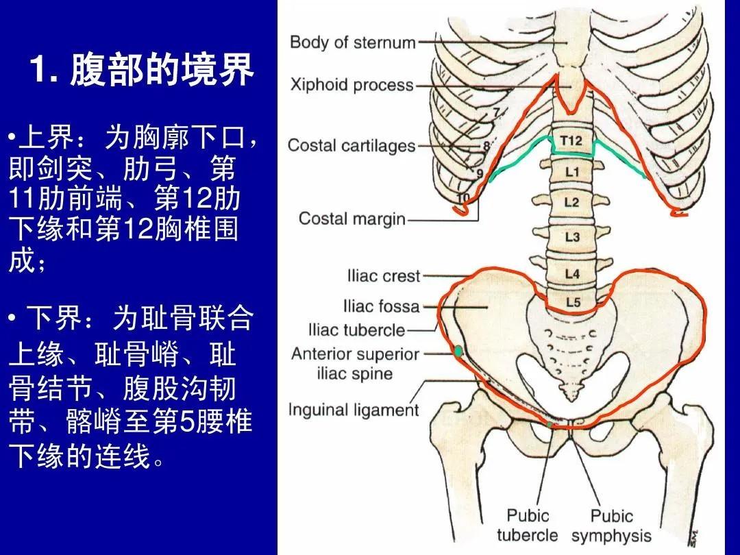 脾和肋骨位置图片图片