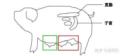 母猪饲养管理手册(猪知乐整理） - 知乎