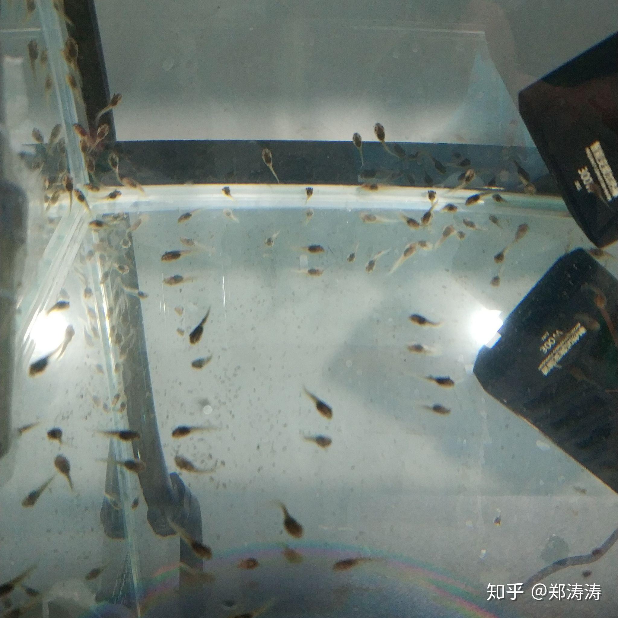姥爷树蛙蝌蚪如何饲养? - 知乎