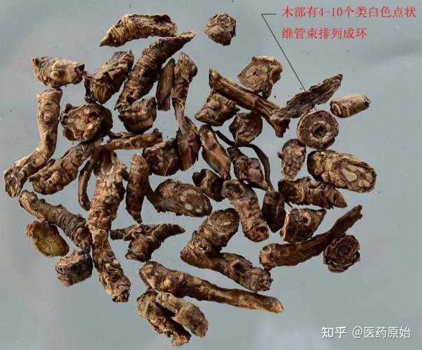 带你识别胡黄连