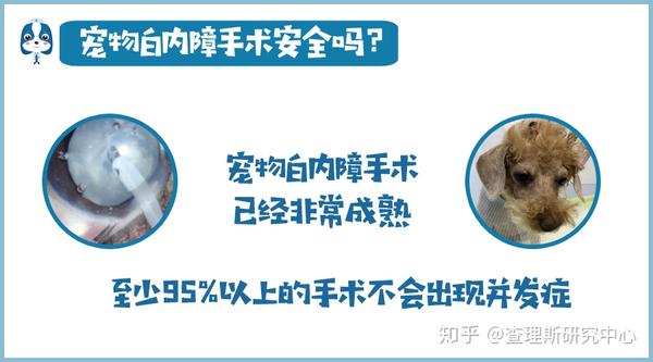 宠医大咖说 关于犬猫白内障 你想知道的都在这儿了 知乎