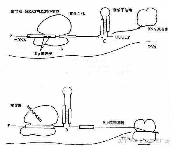 生物知识:RNA聚合酶 - 知乎