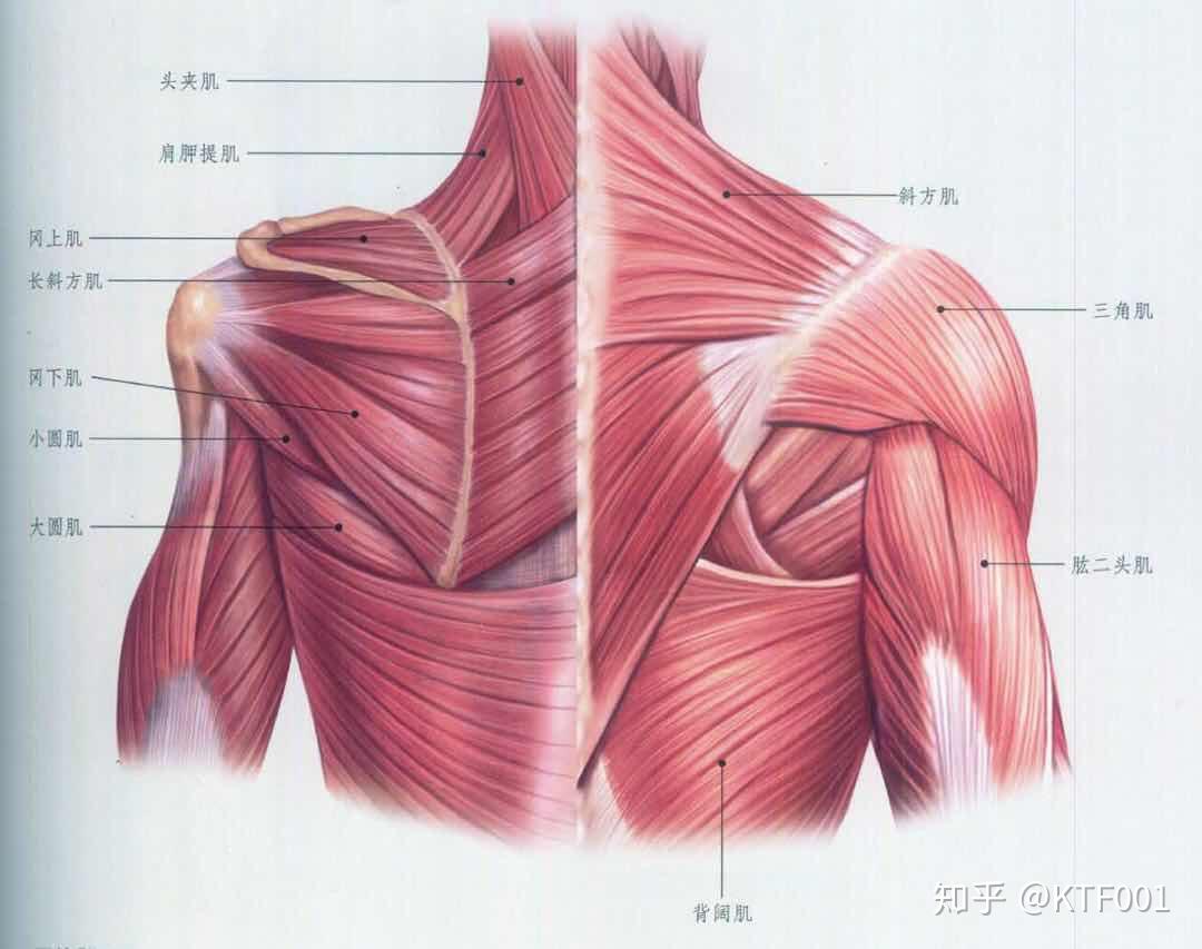 人体肌肉分布【免抠元素PNG】-90设计网