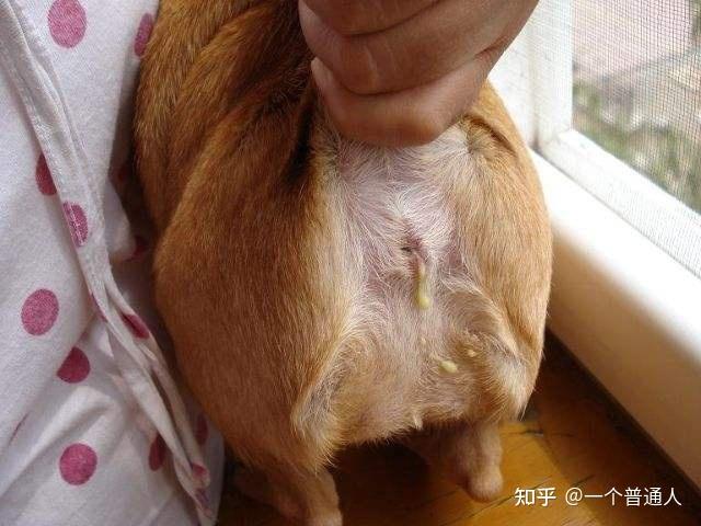 帮狗狗洗澡,最容易忽略的6个部位,铲屎官:白洗了! - 知乎